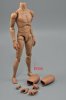 1/6 Scale Narrow Shoulder Action Figure Body ZY-B006 by ZYToys