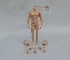 1/6 Scale Muscular Action Figue Body B005 by ZYToys