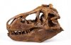 1/4 Scale T-Rex Skull Fossil Replicas Master Replicas Group