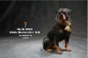 1/6 Scale Mr. Z Animal Model Rottweiler MRZ055B