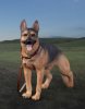 1/6 Scale German Shepherd dog AS003 by DiD US