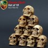 1/6 Scale Cannibal Skull Set of 10 by ACI