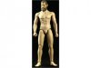 1/6 Scale New 2.0 Muscular Lean Body with Long Beard by CMToys