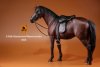 1/6 Mr.Z German Hanoverian Horse Set Dark Brown MRZ GHH004