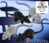 WWE Set of 4 Rats for Wrestling figures