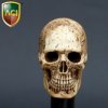 1/6 Scale Cannibal Skull Head Sculpt by ACI 