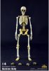 1/6 Skeleton Body Movable BS001 Standard Color Coo Model
