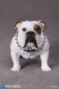 1/6 Scale Animal Series British Bulldog (Version D) AS002D by DiD US