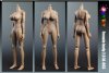 1/6 Female Action Figure Version 2.0 XL003 Extra Large Breast JC