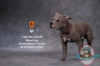Mr.Z 1/6 American Staffordshire Terrier Dog Figure MRZ029AST A001 