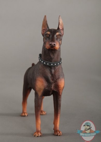 1/6 Scale Animal Series Doberman Pinscher Black Collar by DiD US
