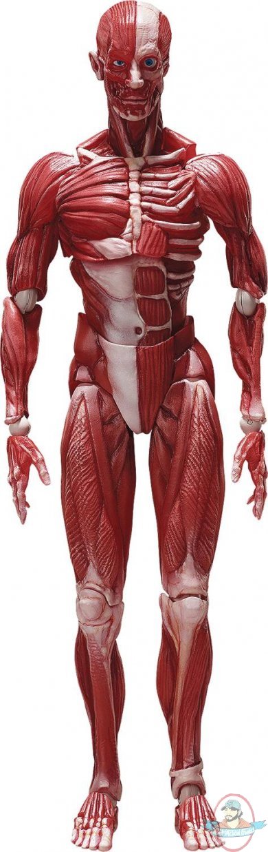 Human Anatomical Model Figma Freeing