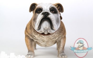 1/6 Scale Animal Series British Bulldog (Version A) by DiD US