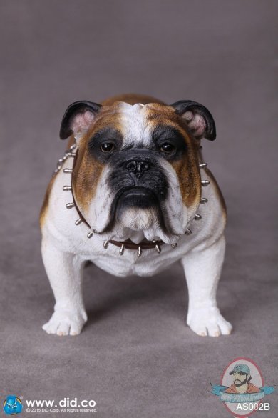 1/6 Scale Animal Series British Bulldog (Version B) AS002B by DiD US