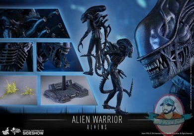 aliens-alien-warrior-sixth-scale-hot-toys-902693-17.jpg