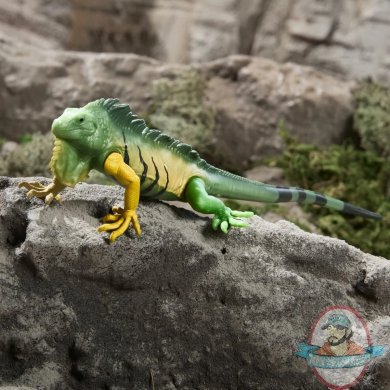cobraguanna1.jpg