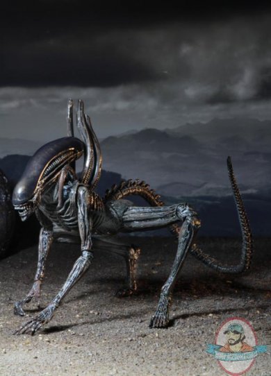 Alien Covenant 7 Scale Action Figure Xenomorph By Neca Man Of